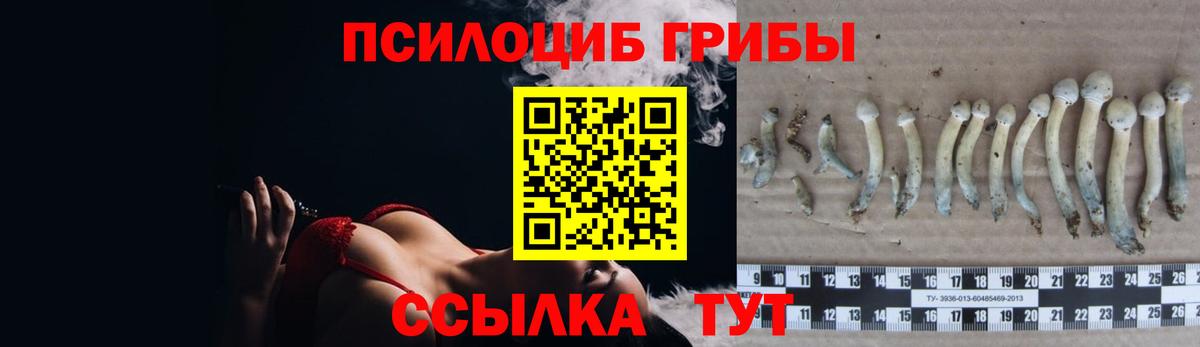 где найти   Волгодонск  Галлюциногенные грибы MAGIC MUSHROOMS 